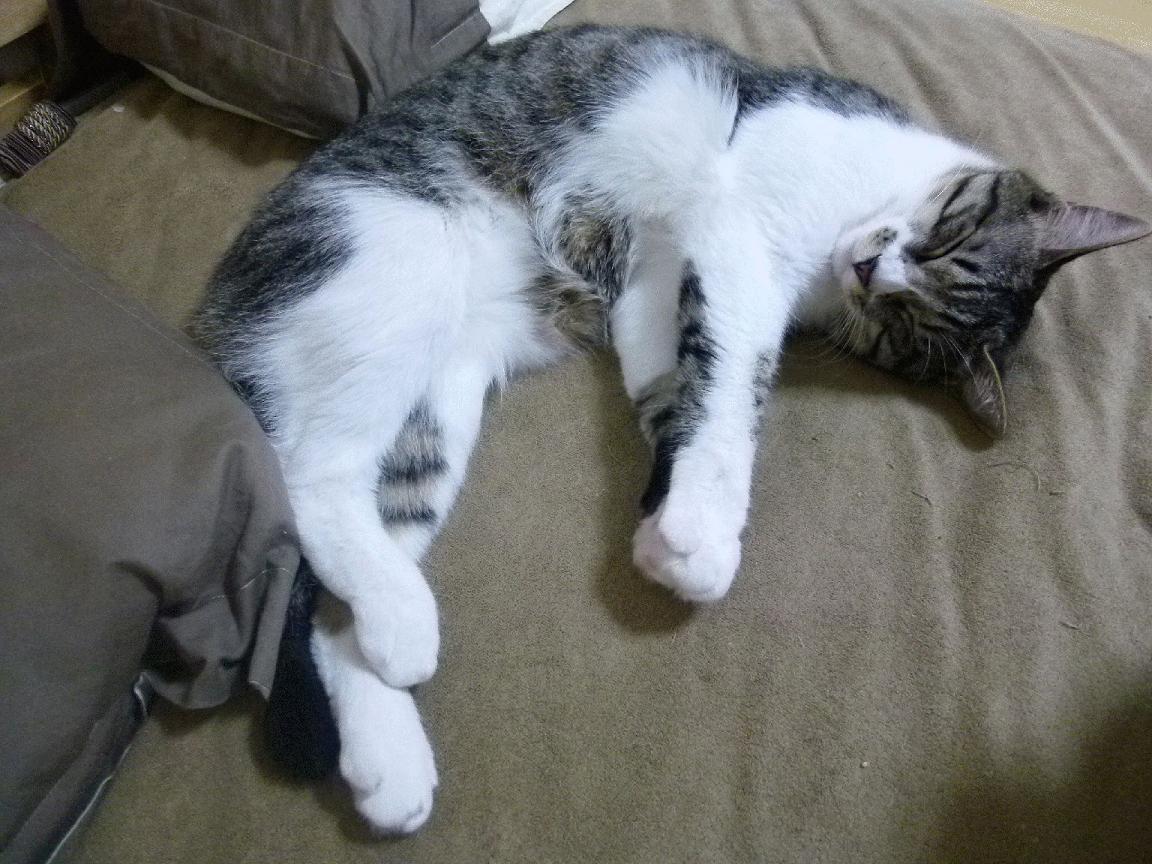 当新疆寒夜遇上费城之子，假设恩比德空降CBA的完美终章