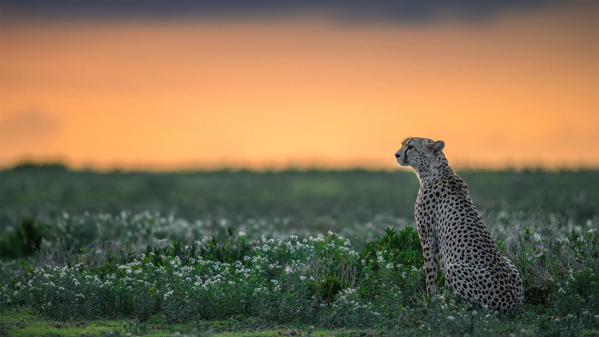 总决赛预演？福克斯里程碑与太阳压制掘金的双重信号