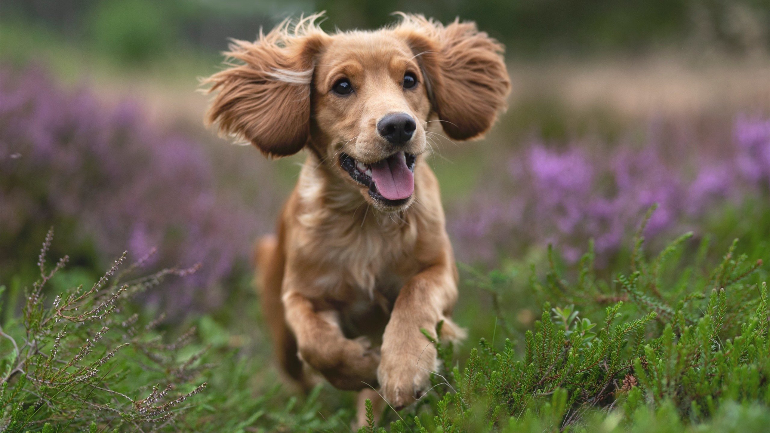 唯一性之光，赖斯全程高能输出铸就勒沃库森翻盘安哥拉传奇