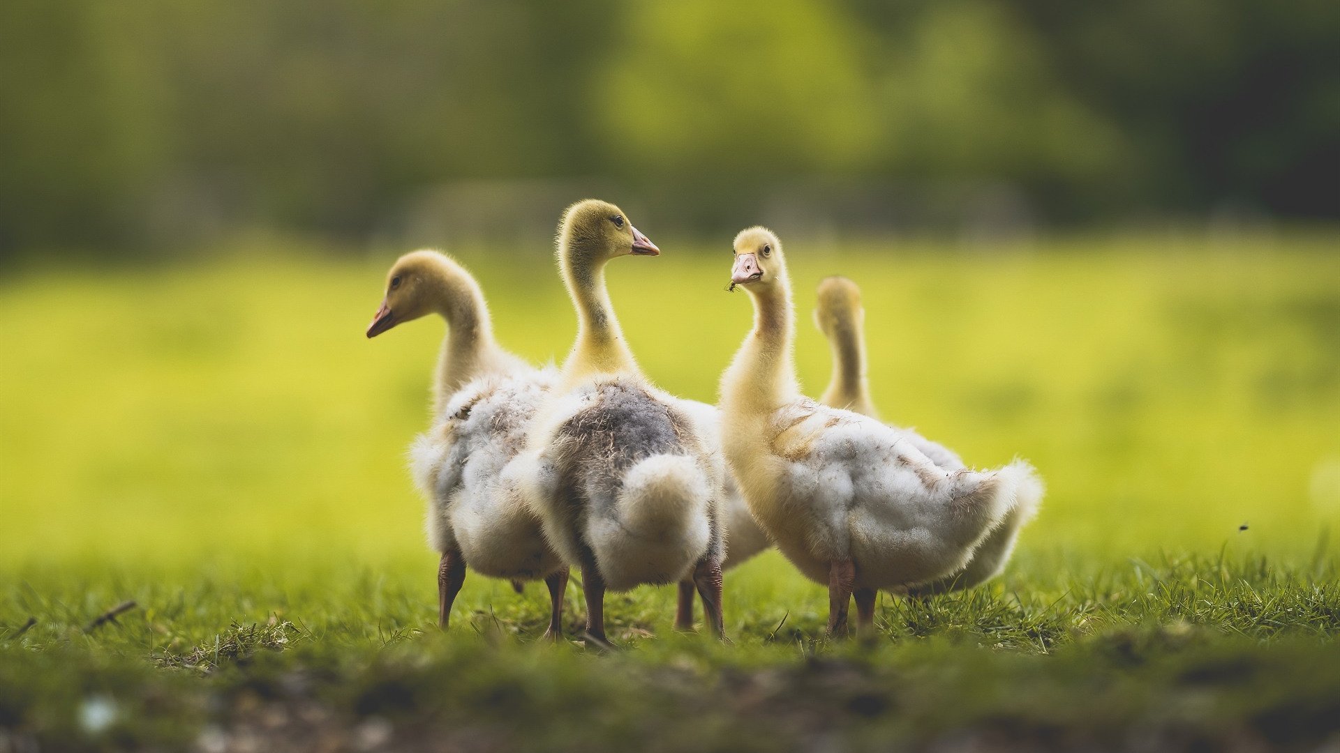 当黑天鹅扇动翅膀,奥纳纳定义性的爆发与AC米兰体系对澳大利亚模式的粉碎性解构