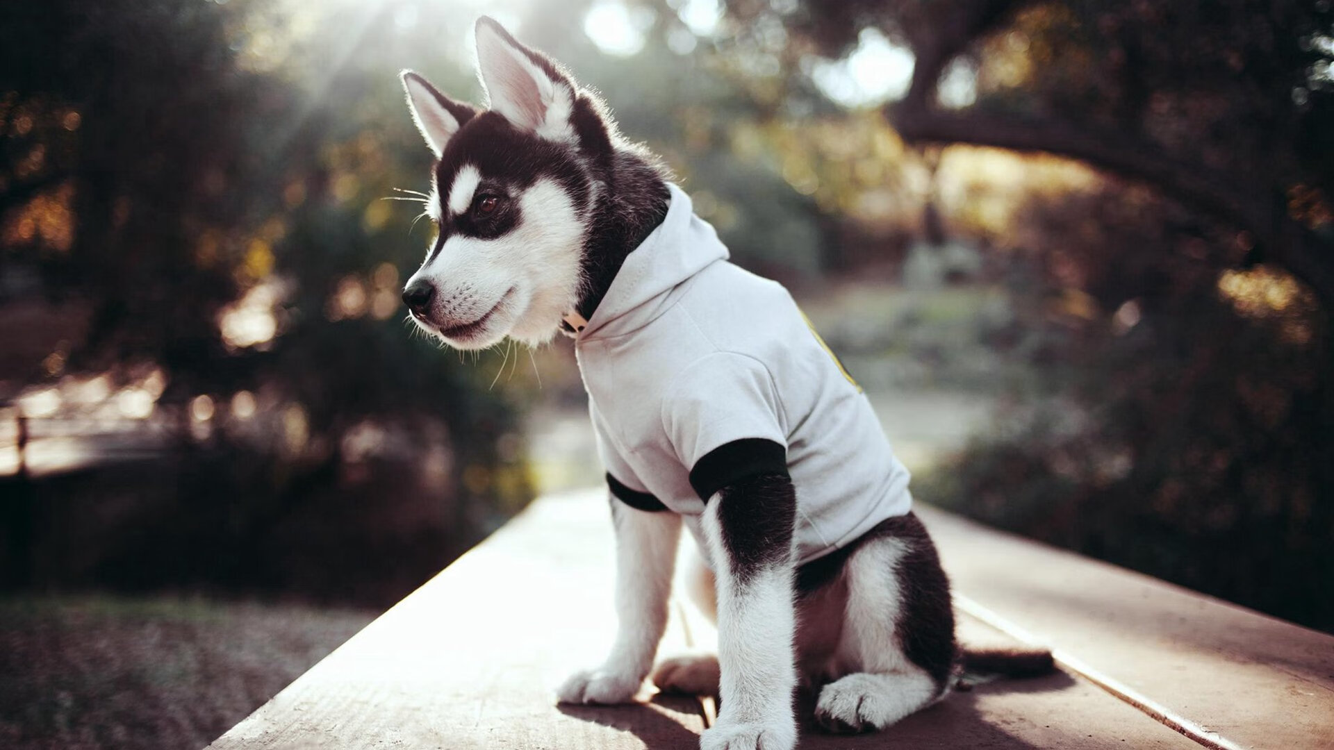 守护者降临,年度焦点之战夜,浓眉擎天一柱定乾坤