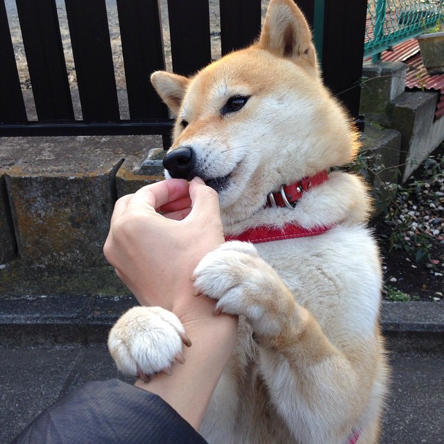 沉默者终局，浓眉爆发黄蜂淘汰赛过关，上海王朝意外崩塌记